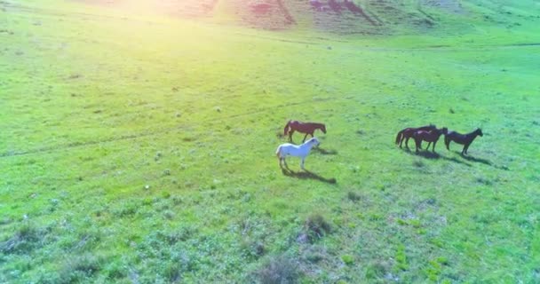De orbitale vlucht van de lage hoogte over wilde paarden herd op perfecte groene landelijke veld — Stockvideo
