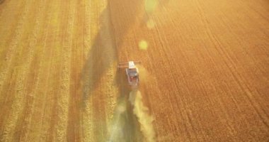 UHD 4k havadan görünümü. Düşük uçuş birleştirmek hasat toplar üzerinde sarı kırsal alan, buğday.