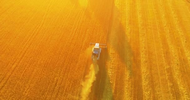 UHD 4K aerial view. Low flight over combine harvester gathers the wheat at yellow rural field. — Stock Video