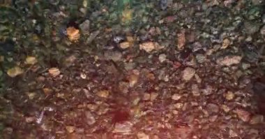 Güneşli yaz sabahında temiz ve taze bir dağ nehri üzerinde uçuşun ortasındayız. Üst görünüm ve yatay hareket
