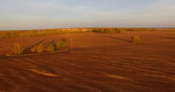 UHD 4K vista aérea. Vôo médio sobre o campo rural amarelo — Vídeo de Stock