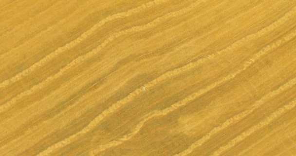 Aerial view. Vertical motion flight over man lying on yellow wheat field — Stock Video