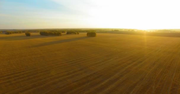 UHD 4K aerial view. Mid-air flight over yellow wheat rural field — Stock Video