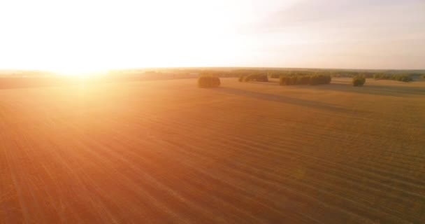 UHD 4K vue aérienne. Vol en vol au-dessus du champ rural de blé jaune 