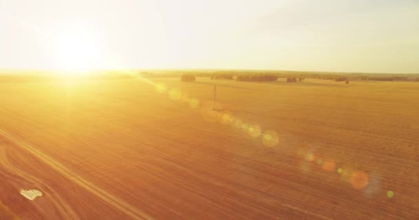 UHD 4k luchtfoto. Midden in de lucht vlucht over gele rural tarweveld — Stockvideo