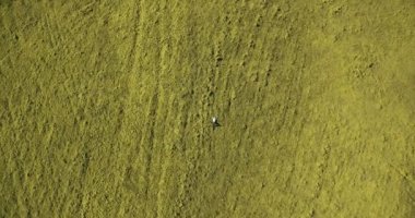 Taze yeşil çayır üzerinde yalan işadamı üzerinde dikey hareket uçuş. Üstten Görünüm üzerinde rahatlatıcı dostum.