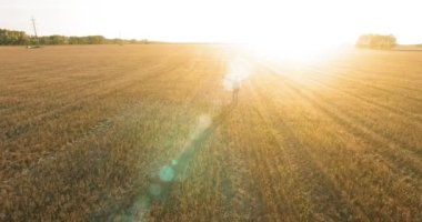 Düşük uçuş bir büyük buğday tarlada yürüyen genç adam turist üzerinde. Eller yukarı, kazanan, mutlu ve özgürlük kavramı.