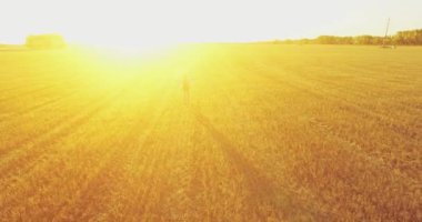 Düşük uçuş bir büyük buğday tarlada yürüyen genç adam turist üzerinde. Eller yukarı, kazanan, mutlu ve özgürlük kavramı.