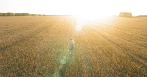 Lage vlucht over jongeman toeristische lopen over een groot tarweveld — Stockvideo