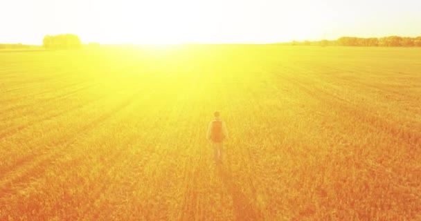 Bir büyük buğday tarlada yürüyen genç adam turist üzerinde düşük uçuş — Stok video