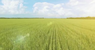 UHD 4k havadan görünümü. Düşük uçuş yeşil ve sarı buğday kırsal alanın üzerine