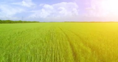 UHD 4k havadan görünümü. Düşük uçuş yeşil ve sarı buğday kırsal alanın üzerine