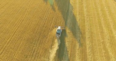 UHD 4k havadan görünümü. Düşük uçuş birleştirmek hasat toplar üzerinde sarı kırsal alan, buğday.