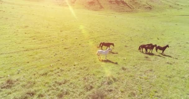 Vol orbital à basse altitude au-dessus d'un troupeau de chevaux sauvages dans un champ rural vert parfait 