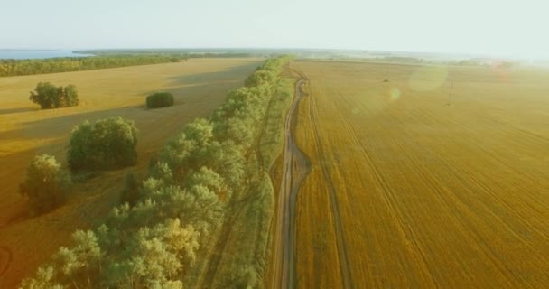 UHD 4k luchtfoto. Lage vlucht over groene en gele rural tarweveld en boom lijn — Stockvideo