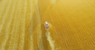 UHD 4k havadan görünümü. Düşük uçuş birleştirmek hasat toplar üzerinde sarı kırsal alan, buğday.