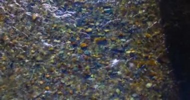 Güneşli yaz sabahında temiz ve taze bir dağ nehri üzerinde uçuşun ortasındayız. Üst görünüm ve yatay hareket