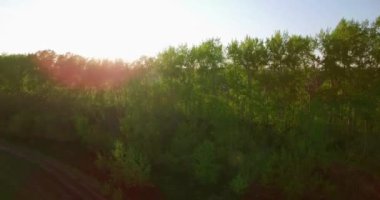 4 k hava manzara. Düşük uçuş yeşil ve sarı buğday kırsal alanın üzerine.