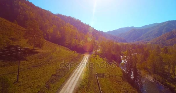 Vôo a meio do ar sobre o rio e o prado frescos da montanha na manhã ensolarada do verão. Estrada de terra rural abaixo. Vacas e carro . — Vídeo de Stock