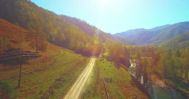 Vôo a meio do ar sobre o rio e o prado frescos da montanha na manhã ensolarada do verão. Estrada de terra rural abaixo. Vacas e carro . — Vídeo de Stock