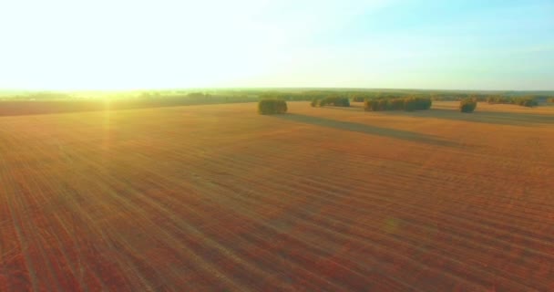 UHD 4K vista aérea. Vuelo en el aire sobre campo rural de trigo amarillo — Vídeos de Stock