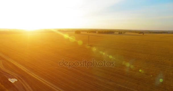 UHD 4K vista aérea. Vuelo en el aire sobre campo rural de trigo amarillo — Vídeos de Stock