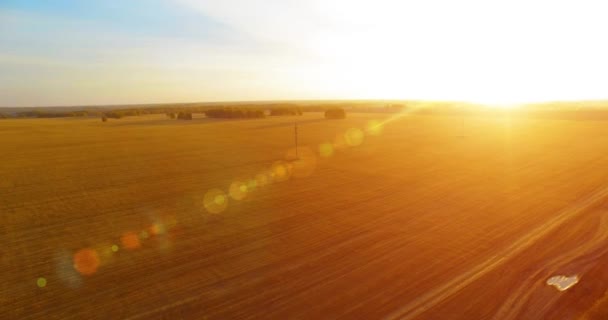 Εναέρια άποψη UHD 4k. Αέρα πτήση πάνω από αγροτική πεδίο κίτρινο σιτάρι — Αρχείο Βίντεο