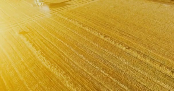 UHD 4K aerial view. Low flight over combine harvester gathers the wheat at yellow rural field. — Stock Video