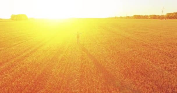 Vuelo bajo sobre turista joven caminando a través de un enorme campo de trigo. Manos arriba, ganador, feliz y concepto de libertad . — Vídeo de stock