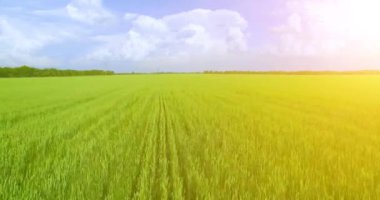 UHD 4k havadan görünümü. Düşük uçuş yeşil ve sarı buğday kırsal alanın üzerine