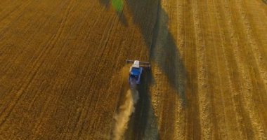 UHD 4k havadan görünümü. Düşük uçuş birleştirmek hasat toplar üzerinde sarı kırsal alan, buğday.
