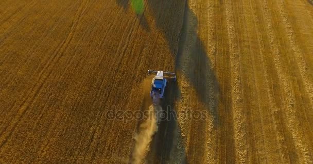 UHD 4K aerial view. Low flight over combine harvester gathers the wheat at yellow rural field. — Stock Video