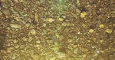 Güneşli yaz sabahında temiz ve taze bir dağ nehri üzerinde uçuşun ortasındayız. Üst görünüm ve yatay hareket