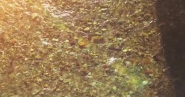 Güneşli yaz sabahında temiz ve taze bir dağ nehri üzerinde uçuşun ortasındayız. Üst görünüm ve yatay hareket