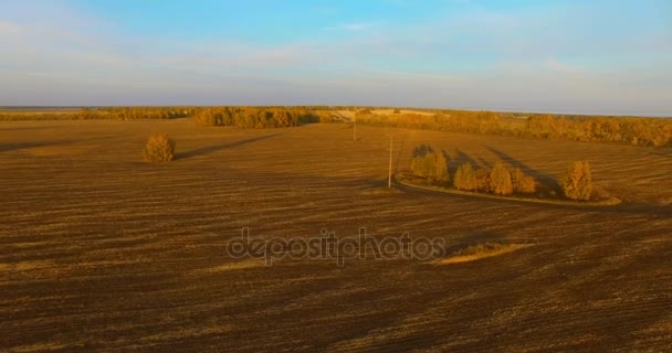 UHD 4k luchtfoto. Midden in de lucht vlucht over gele landelijke veld — Stockvideo