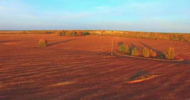 UHD 4K vista aérea. Vôo médio sobre o campo rural amarelo — Vídeo de Stock