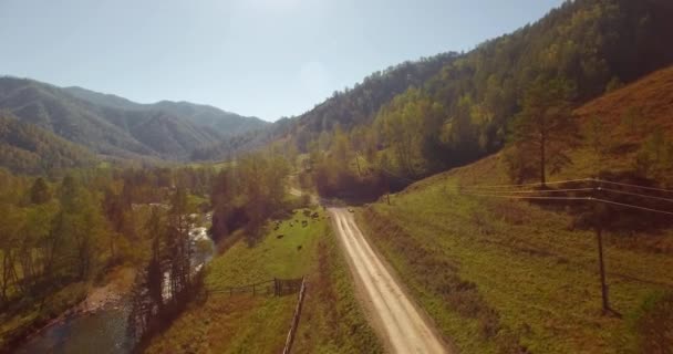 Volo a mezz'aria sul fiume fresco di montagna e prato al mattino d'estate soleggiato. Strada sterrata rurale sottostante. Mucche e auto . — Video Stock