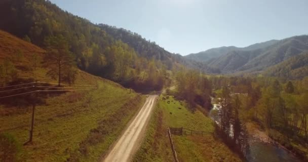 Volo a mezz'aria sul fiume fresco di montagna e prato al mattino d'estate soleggiato. Strada sterrata rurale sottostante. Mucche e auto . — Video Stock