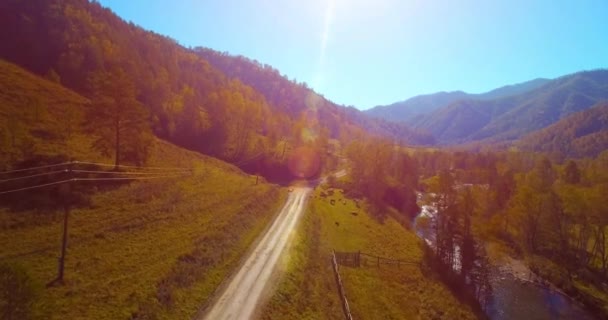 Vôo a meio do ar sobre o rio e o prado frescos da montanha na manhã ensolarada do verão. Estrada de terra rural abaixo. Vacas e carro . — Vídeo de Stock