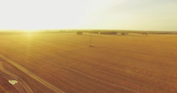Vista aerea UHD 4K. Volo a mezz'aria sul campo rurale di grano giallo — Video Stock