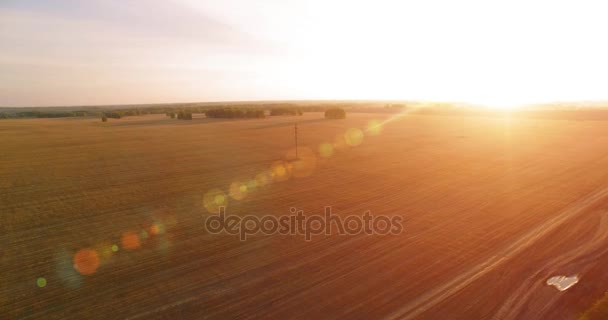 UHD 4K vista aérea. Vuelo en el aire sobre campo rural de trigo amarillo — Vídeos de Stock