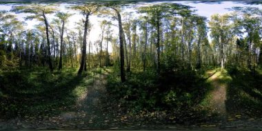 Bir şehir parkının UHD 4K 360 VR Sanal Gerçekliği. Sonbaharda ya da yaz gününde ağaçlar ve yeşil çimenler