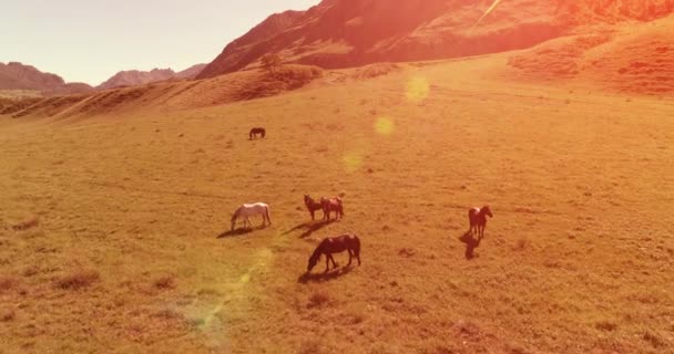 Vlucht over wilde paarden kudde op weide. Lente bergen wilde natuur. Vrijheid ecologisch concept. — Stockvideo