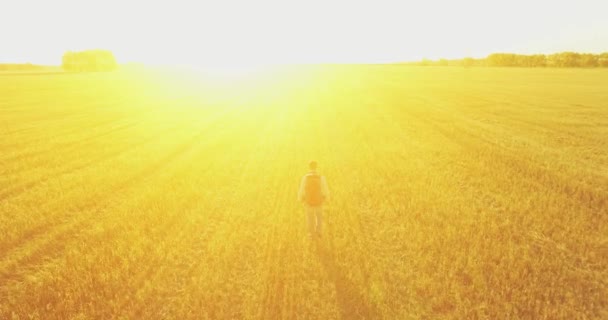 Basso volo sul giovane turista che cammina attraverso un enorme campo di grano — Video Stock