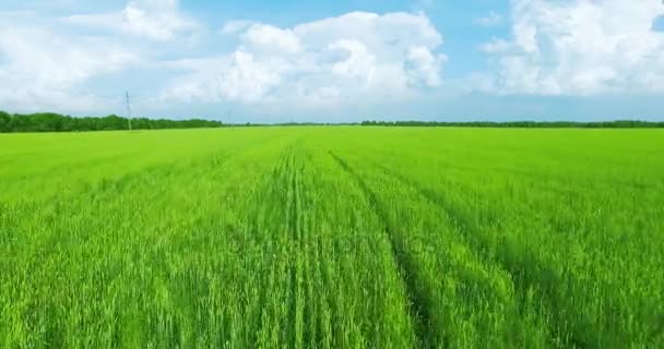 UHD 4k havadan görünümü. Düşük uçuş yeşil ve sarı buğday kırsal alanın üzerine — Stok video