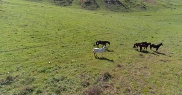 Vol orbital à basse altitude au-dessus d'un troupeau de chevaux sauvages dans un champ rural vert parfait 