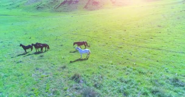 Voo orbital de baixa altitude sobre cavalos selvagens rebanho no campo rural verde perfeito — Vídeo de Stock