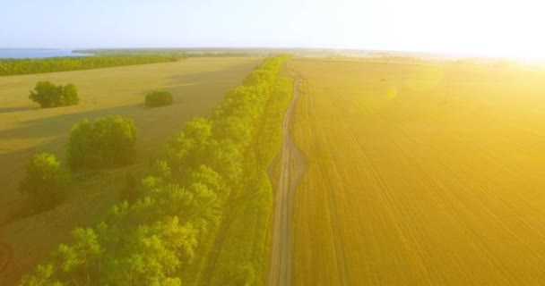 4 k Uhd 空撮。緑と黄色の小麦農村フィールドの上の飛行を低し、木のライン — ストック動画