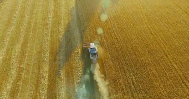 UHD 4K vista aérea. Vuelo bajo sobre cosechadora combina recoge el trigo en el campo rural amarillo . — Vídeo de stock