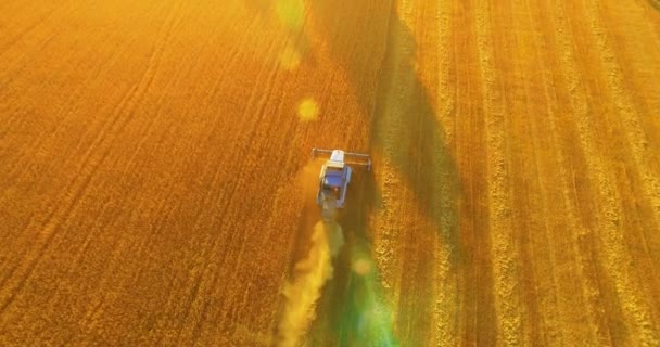 UHD 4K vista aérea. Vuelo bajo sobre cosechadora combina recoge el trigo en el campo rural amarillo . — Vídeos de Stock